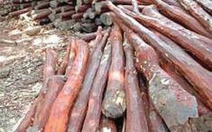 Red Sanders
